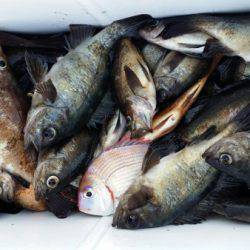 オーフリー 釣果