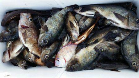 オーフリー 釣果