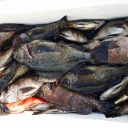 オーフリー 釣果