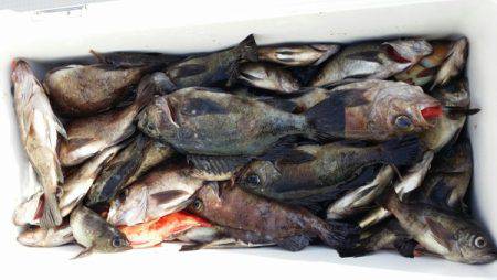 オーフリー 釣果