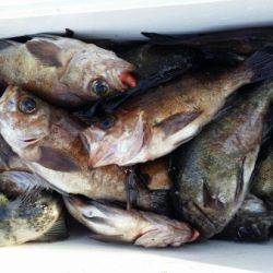 オーフリー 釣果