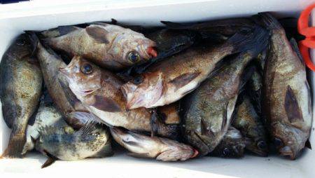 オーフリー 釣果