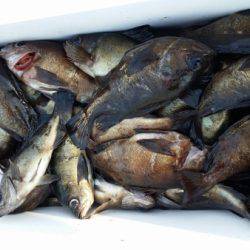 オーフリー 釣果