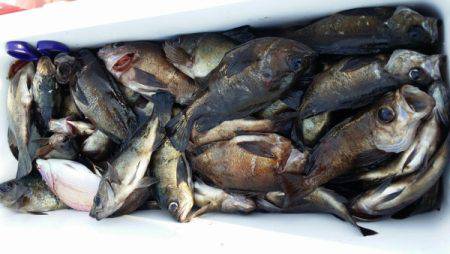 オーフリー 釣果