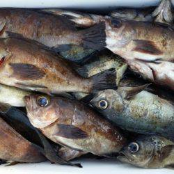 オーフリー 釣果