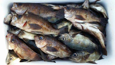 オーフリー 釣果