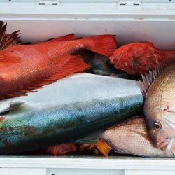 第三むつりょう丸 釣果