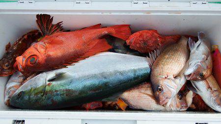 第三むつりょう丸 釣果