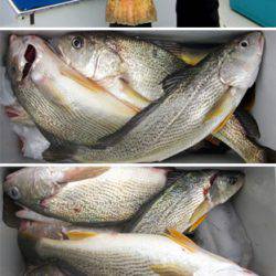 来温丸（らいおんまる） 釣果