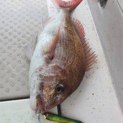 マタウマリンサービス 釣果