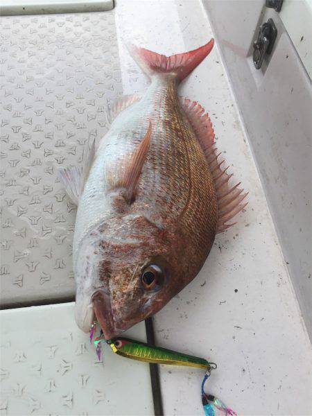 マタウマリンサービス 釣果