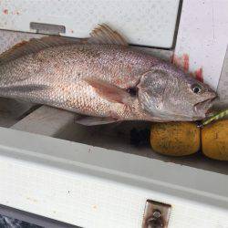 マタウマリンサービス 釣果