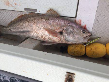 マタウマリンサービス 釣果