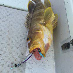 マタウマリンサービス 釣果