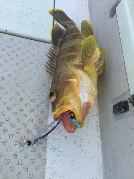 マタウマリンサービス 釣果