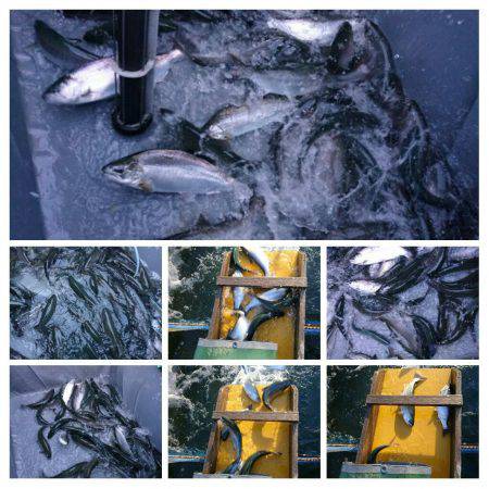 みどりフィッシングエリア 釣果