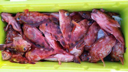 オーフリー 釣果