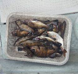 内浜丸 釣果