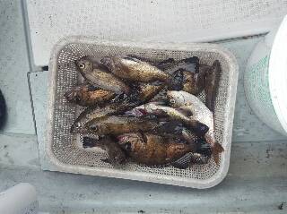 内浜丸 釣果