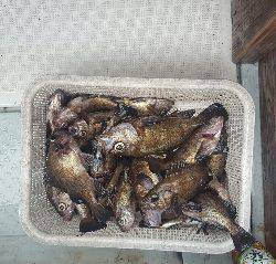 内浜丸 釣果