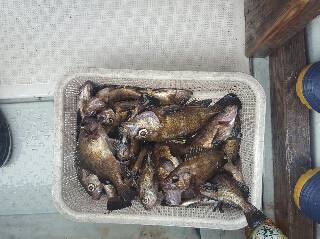 内浜丸 釣果