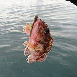 松本釣船２ 釣果