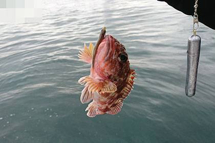 松本釣船２ 釣果