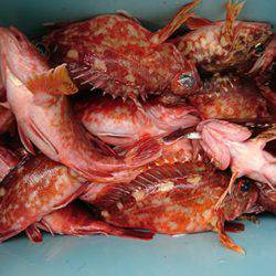 松本釣船２ 釣果