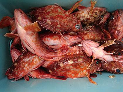 松本釣船２ 釣果