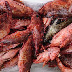 松本釣船２ 釣果