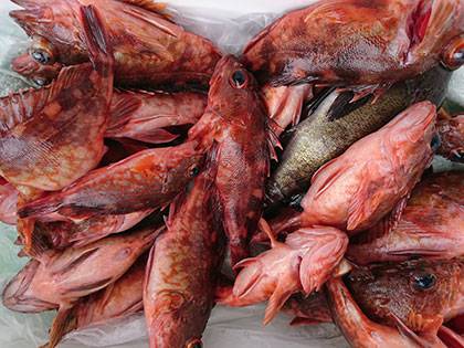 松本釣船２ 釣果