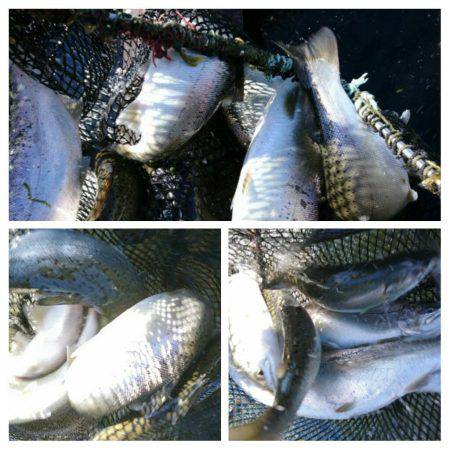 みどりフィッシングエリア 釣果