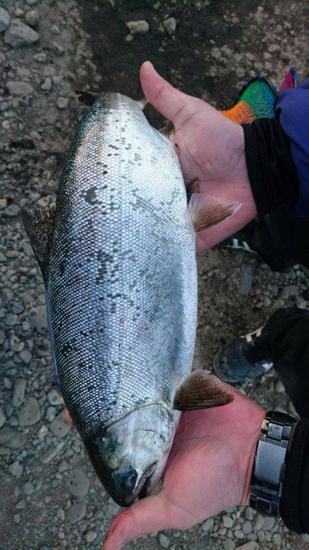 みどりフィッシングエリア 釣果