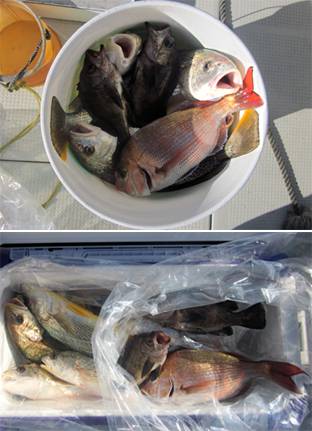 来温丸（らいおんまる） 釣果