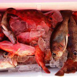 オーフリー 釣果