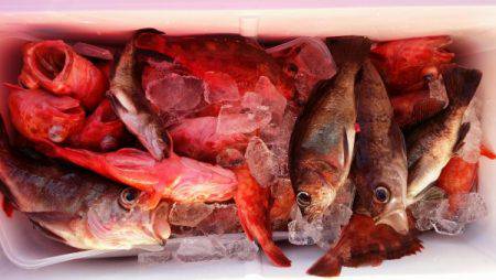 オーフリー 釣果