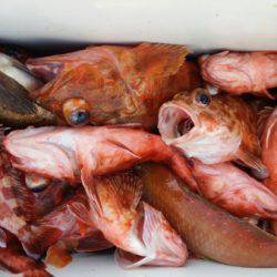 オーフリー 釣果