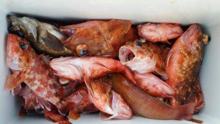 オーフリー 釣果