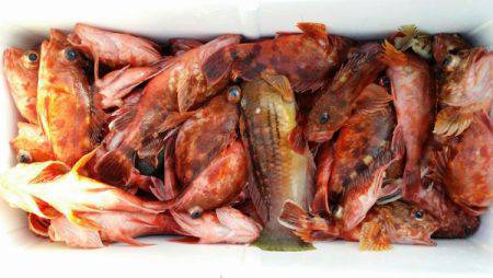 オーフリー 釣果