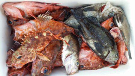 オーフリー 釣果