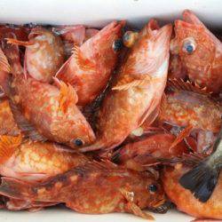 オーフリー 釣果