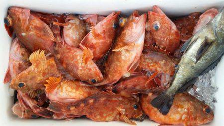 オーフリー 釣果