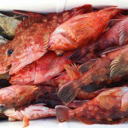 オーフリー 釣果