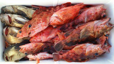 オーフリー 釣果