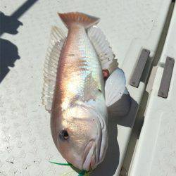 マタウマリンサービス 釣果