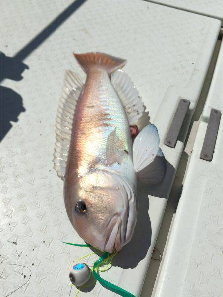 マタウマリンサービス 釣果