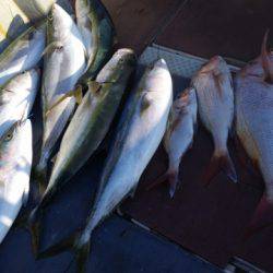 飛燕さくら丸 釣果