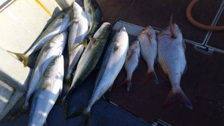 飛燕さくら丸 釣果