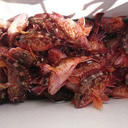 松本釣船２ 釣果