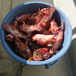 松本釣船２ 釣果